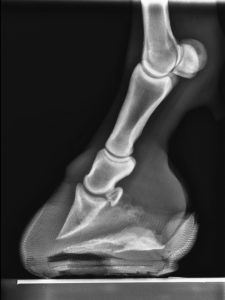 Horse Hoof X-Ray